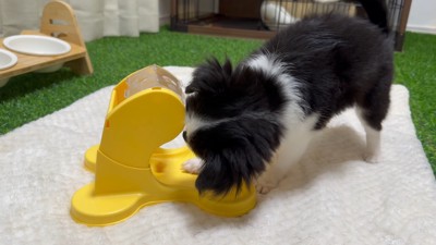 知育おもちゃで遊ぶピノちゃん&パルムちゃん7