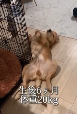 生後6か月の麹くん2