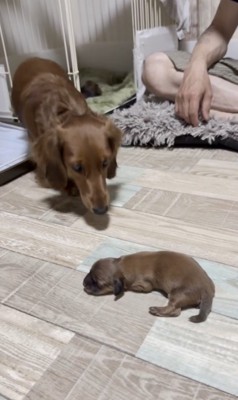 「いま行くよっ」