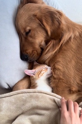 布団をかけるママ