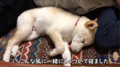 飼い主の側で寝る犬