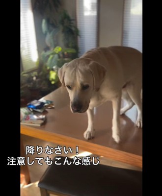 堂々とテーブルに登るレトちゃん5