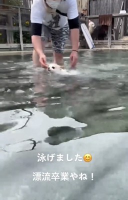水の中を泳ぐ犬