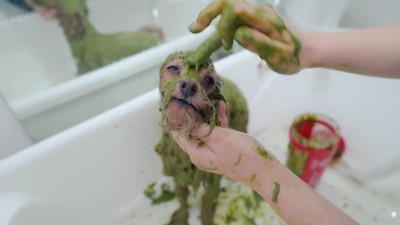 シャンプーしてぺっしゃんこに