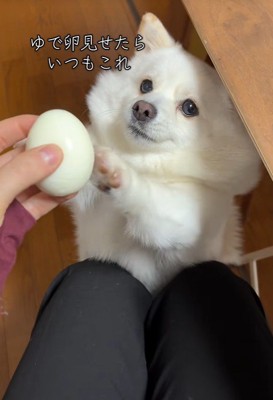 ゆで卵を欲しがるベラちゃん