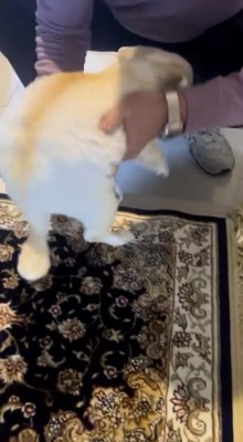 犬を抱き上げる男性