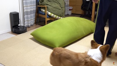 犬の後姿と男の子の足