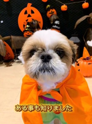 コスプレするぽてりちゃん