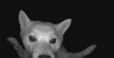 監視カメラに映るわさびちゃん2