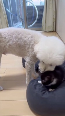 猫の頭を舐める犬