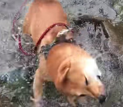 楽しそうな姿にホッコリ