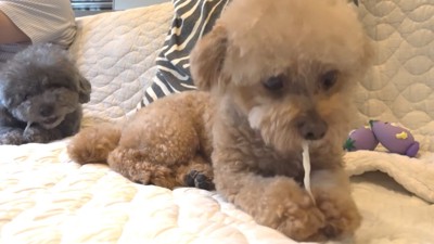 意地悪するゆずくんVS仕返しするぽん太くん