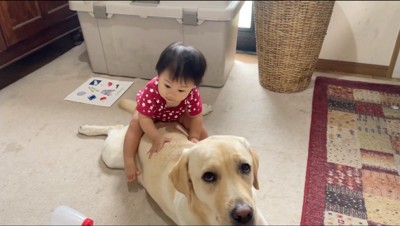 犬の背中に乗る赤ちゃん