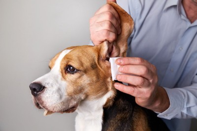 耳を拭かれるビーグル