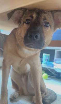 机の下に隠れている子犬