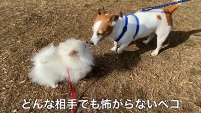 ペコちゃんのお散歩デビュー8