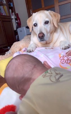 子守をするベルちゃん