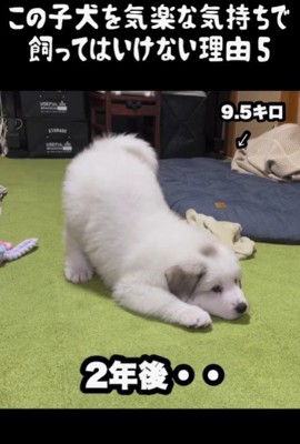 モフモフで可愛いけれど…