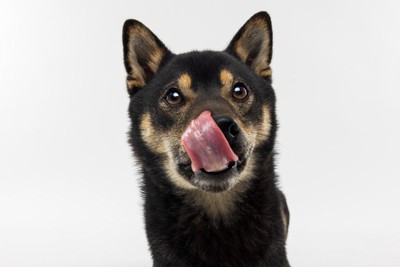 舌を上向きに鼻を舐める