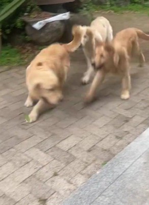 にぎやかなファミリーの姿にホッコリ