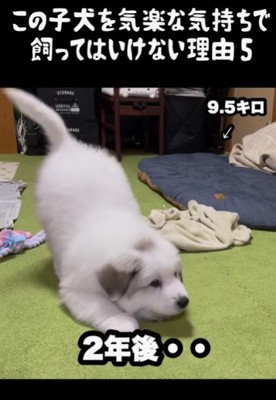 簡単に飼ってはいけない!?