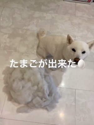 毛のかたまりとおもちちゃん