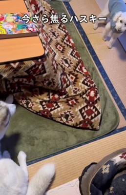 昼寝の邪魔をして…