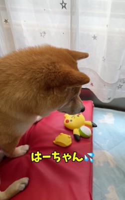 おもちゃが壊れて悲し気な柴犬