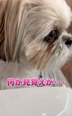不安そうな顔の犬