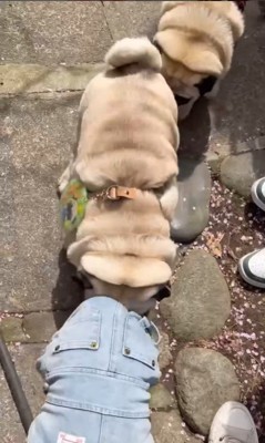 電車のように連結するパグの兄弟8