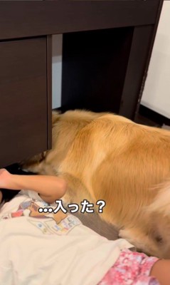 テーブルの下に入りたいシンバくん⑩