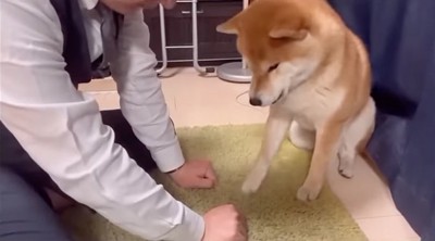 右手を選ぶ柴犬