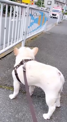 犬の方へ走ってくる救急車