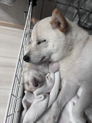 そっくり