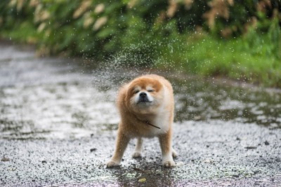 ブルブルする犬、濡れた地面