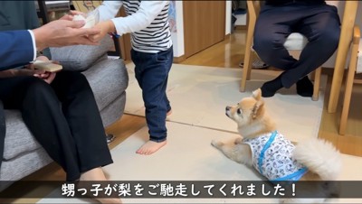 男の子が男性に梨を渡すのを見つめる犬