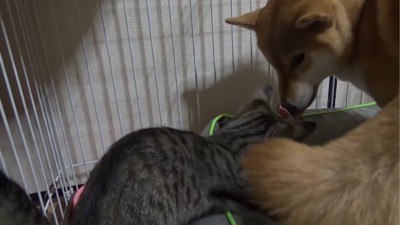 子猫を見る犬