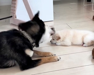 子犬の鼻先に顔を近づける犬