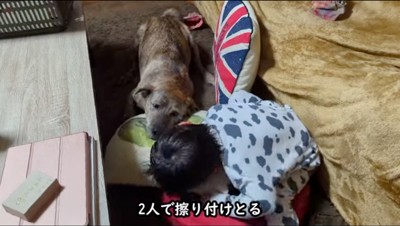 クッションに顔を擦りつける黒い犬と男の子