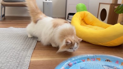 へっぴり腰で様子を見に来るレモンさん