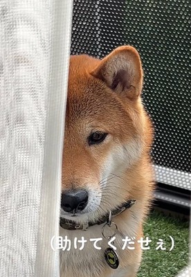 目を伏せる犬2