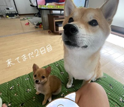 並んで座る柴犬とミックス小型犬のパピー