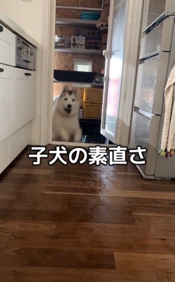 ハスキー3匹を呼んだ時の反応2