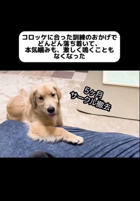 サークル撤去したコロッケくん