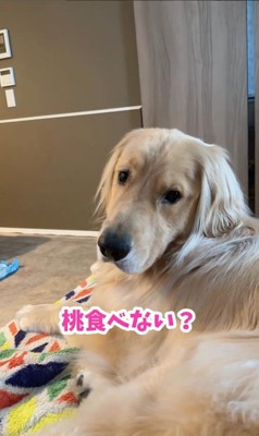 桃を食べるコロッケくん