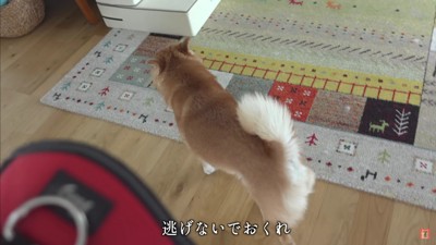 はちちゃん、動物病院へ