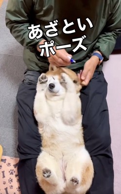 あざといここちゃん