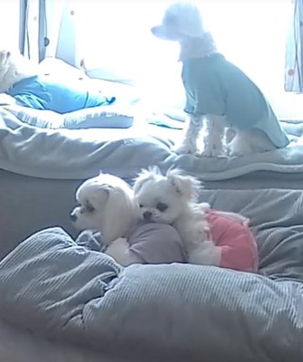 お兄ちゃん犬の上に頭を乗せる小型犬