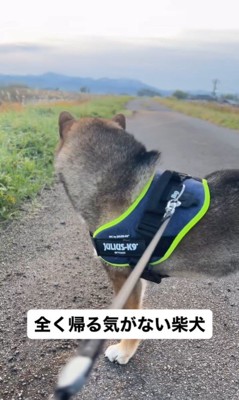 しんのすけ君の拒否柴