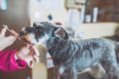 ペットトリマー犬のトリミング